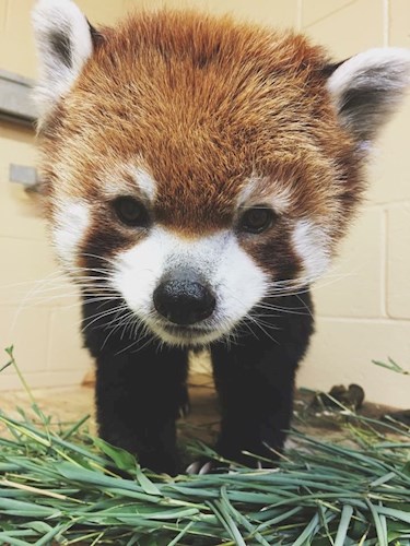 Red Panda